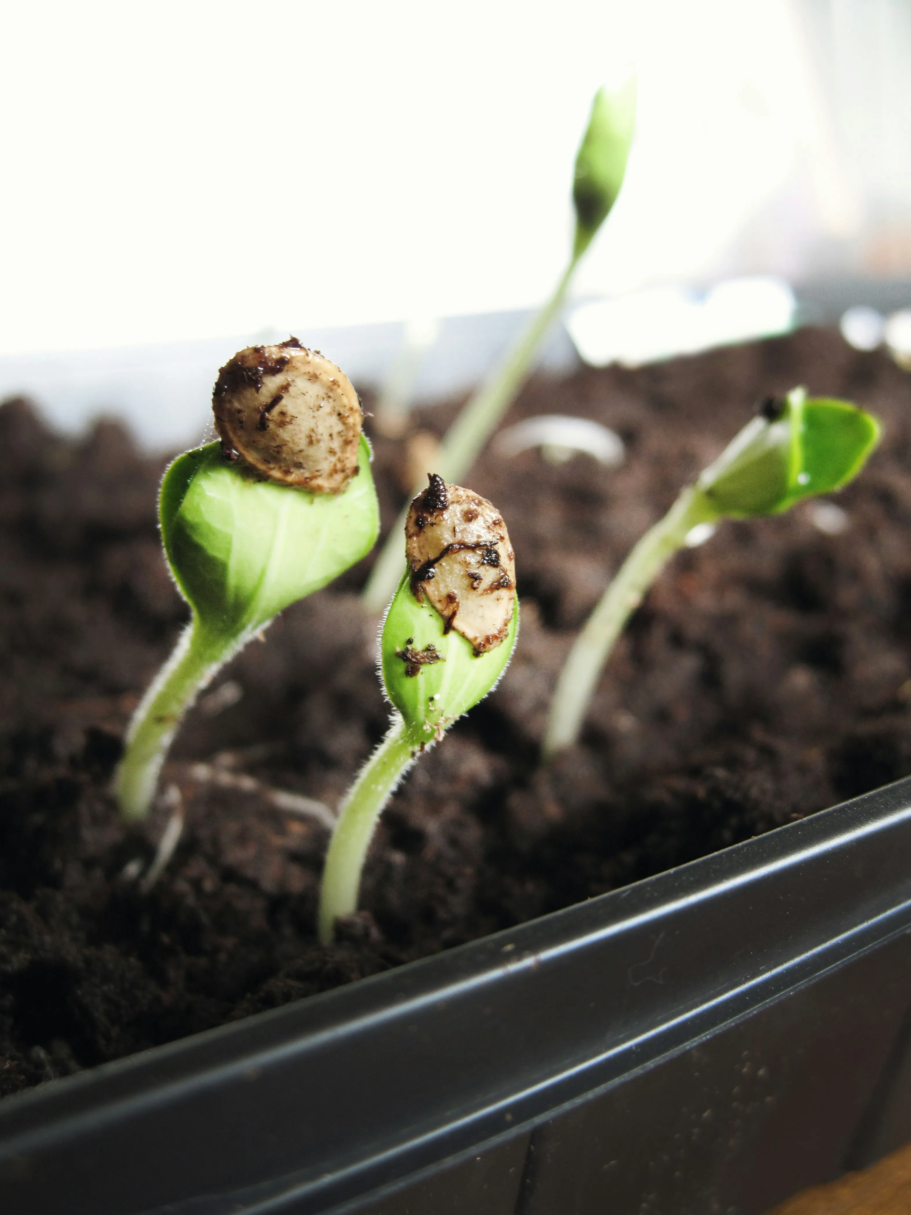 Growing Seeds