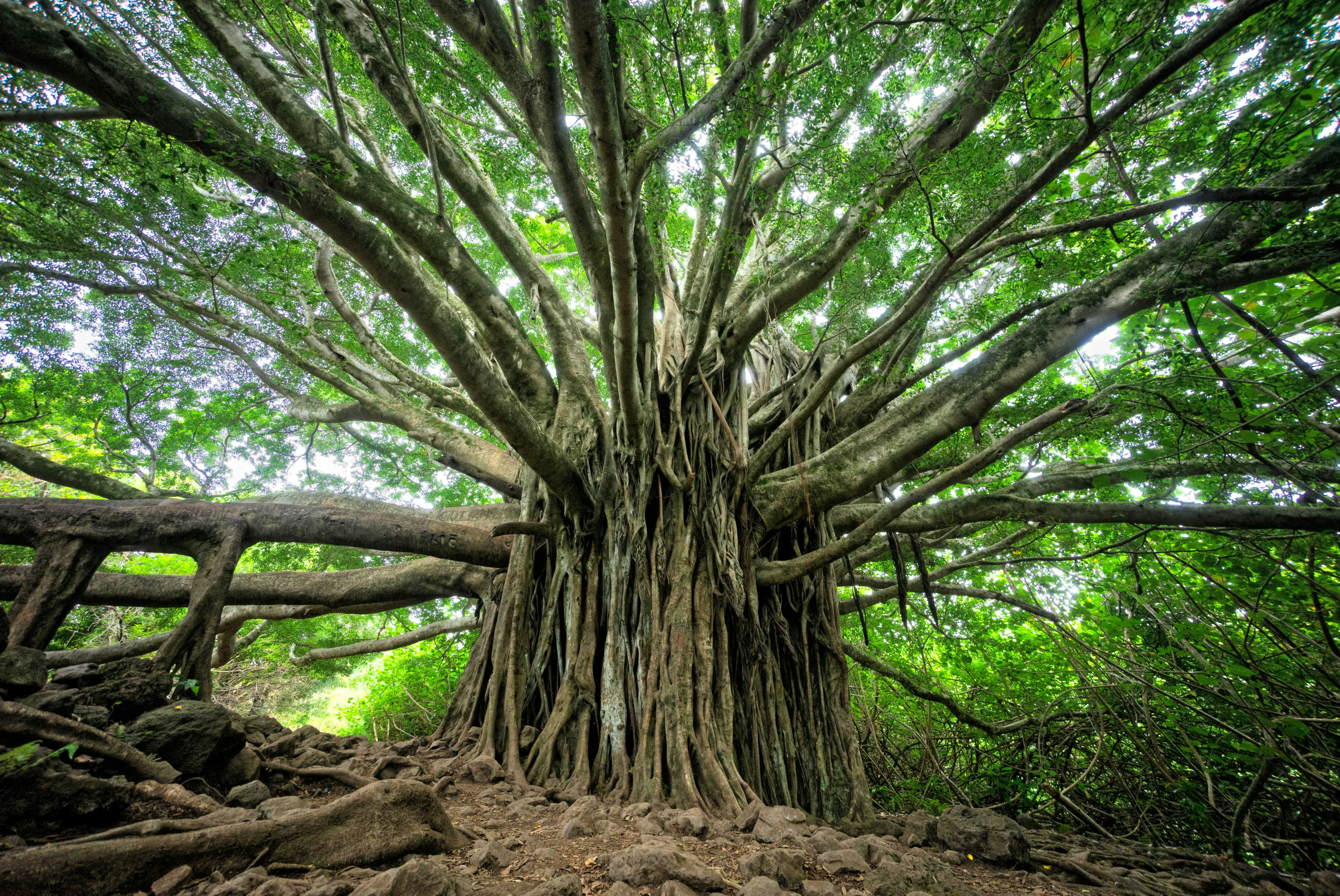 Fully grown Banyan Tree