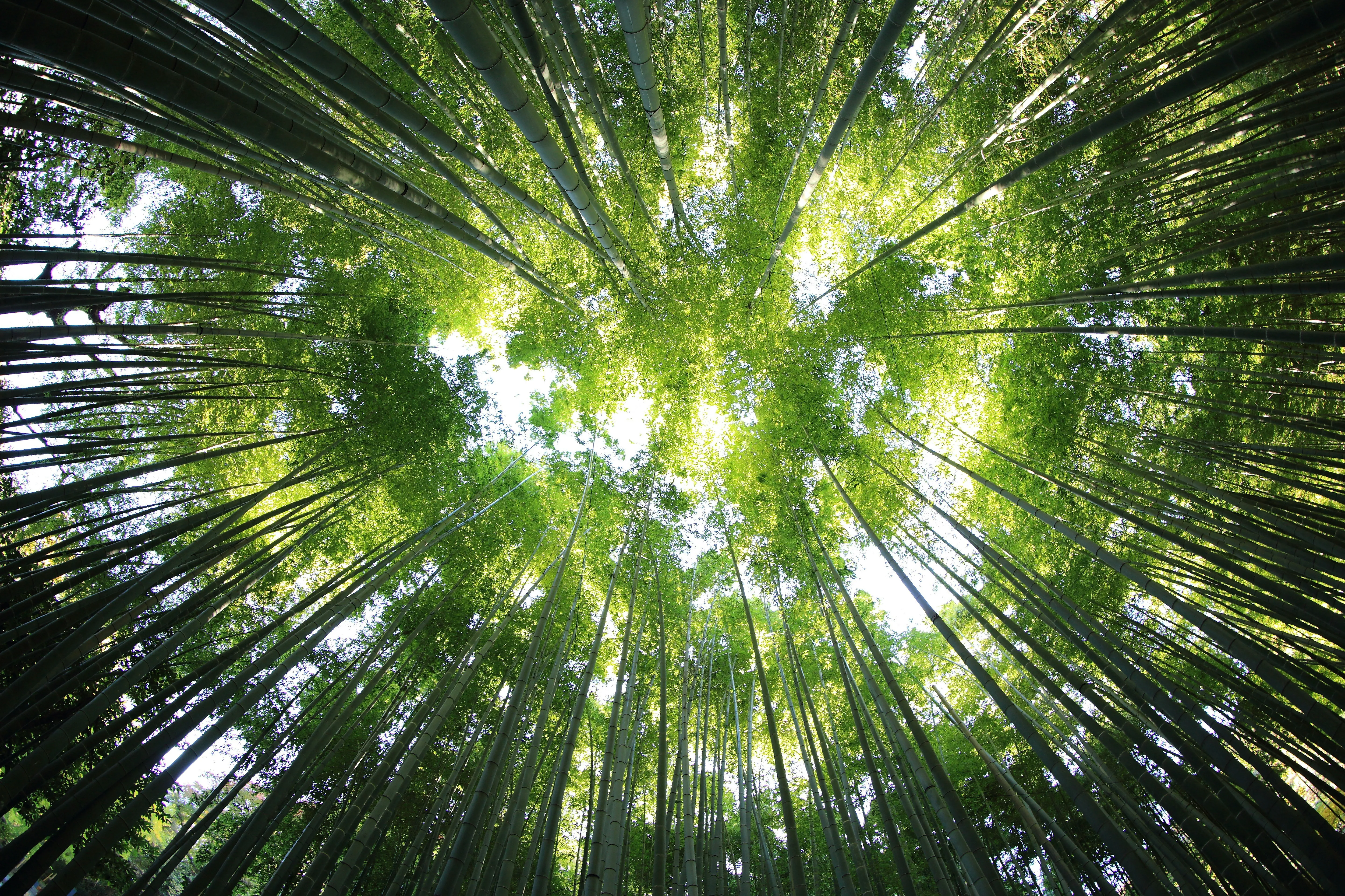 Forest of fully grown trees